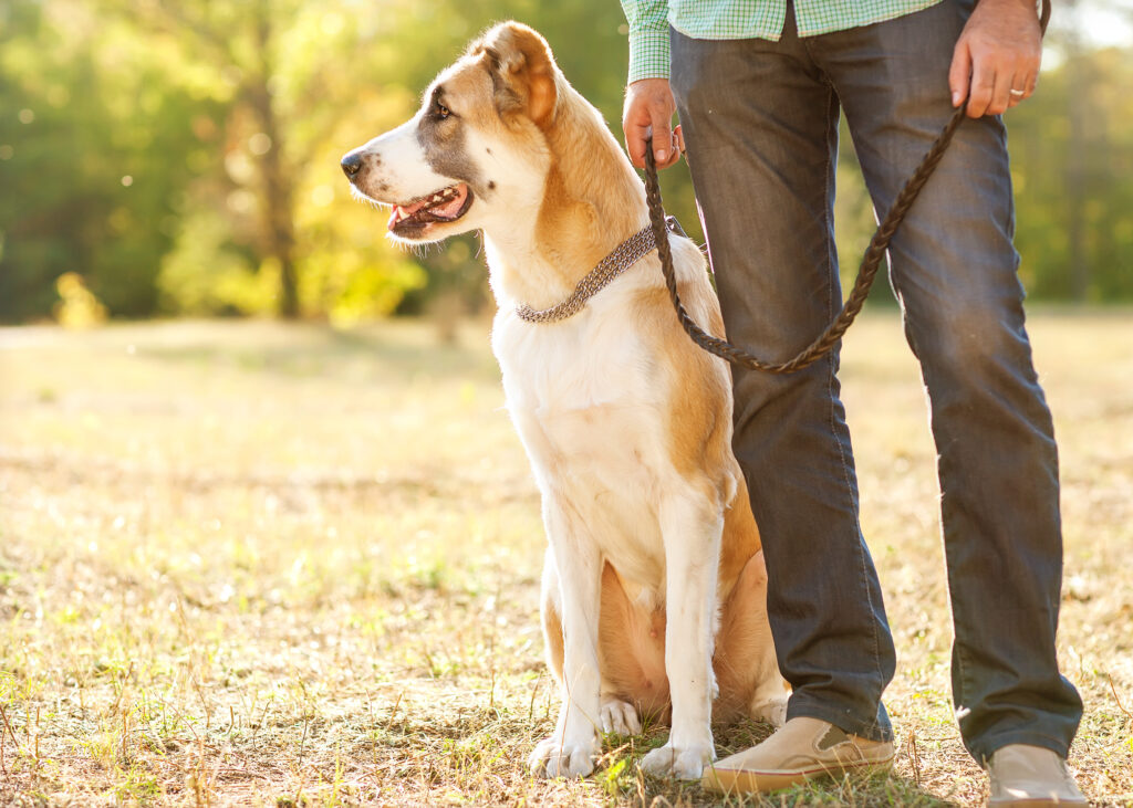 Dog on leash in dog park in Connecticut